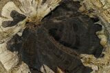 Petrified Wood (Hermanophyton) Slab - Colorado #152221-1